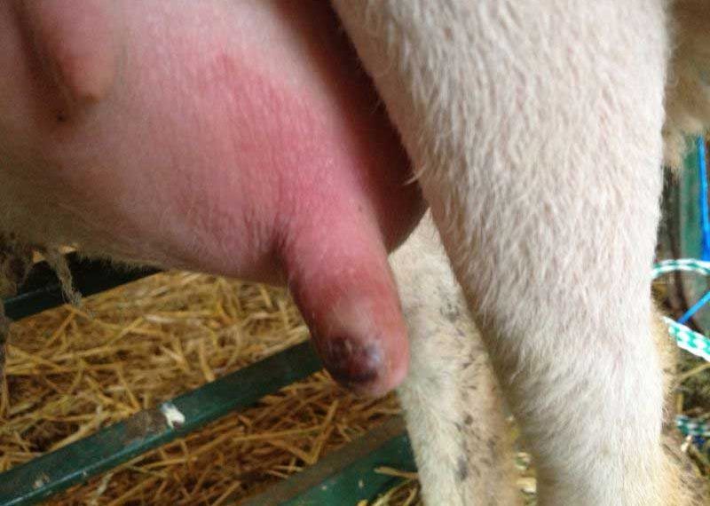 koyunlarda-mastitis-tedavisi-800x570.jpg