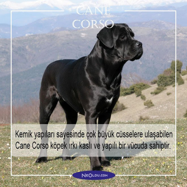 cane-corso-002.jpg