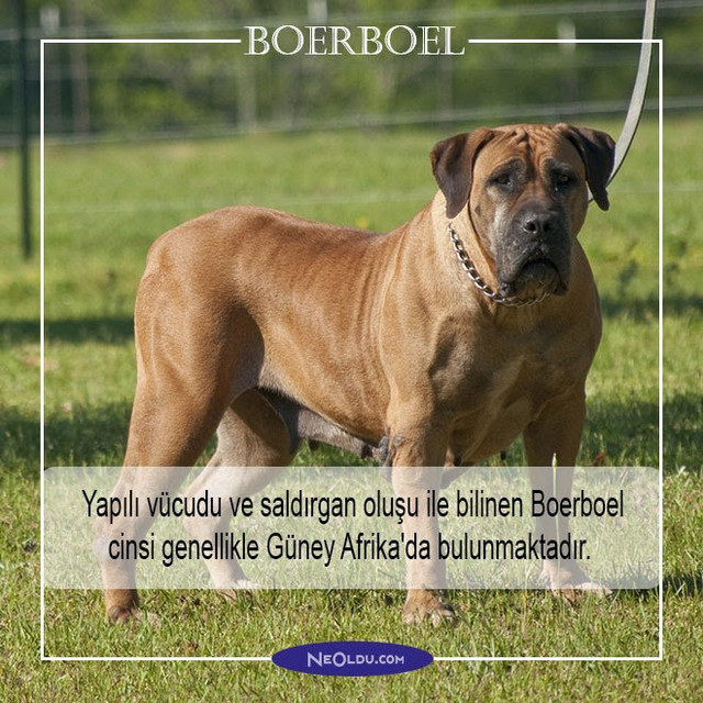 boerboel.jpg