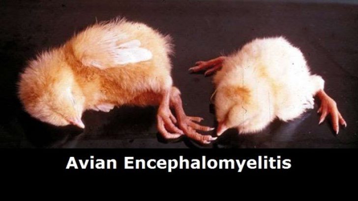 avian-encephalomyelitis-728x410.jpg