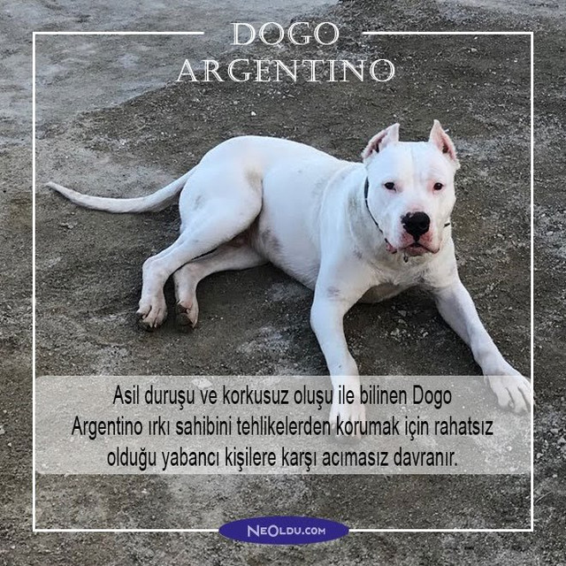 dogo-argentino-002.jpg