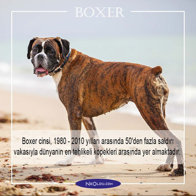 boxer-002.jpg