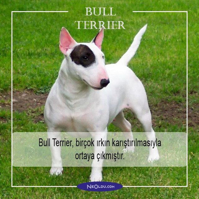 bull-terrier-001.jpg