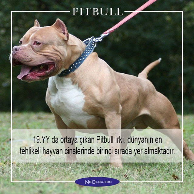 pitbull-004.jpg