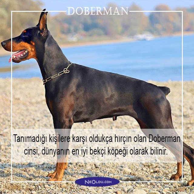 doberman-002.jpg