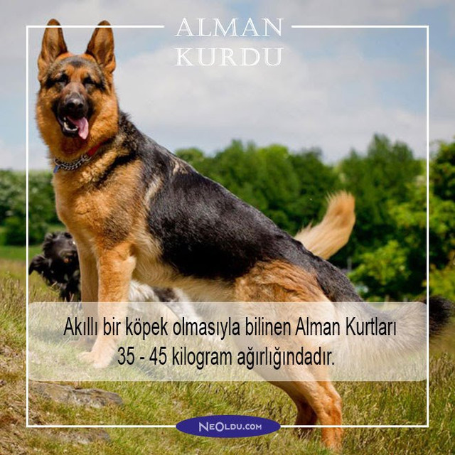 alman-kurdu-004.jpg