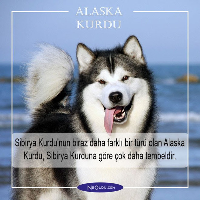 alaska-kurdu-004.jpg