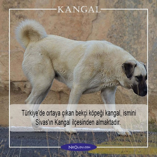 kangal-004.jpg